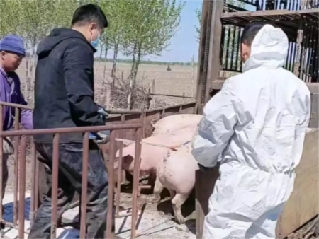 深度猪市大磨底：猪企产能扩张失速，养殖户和上市公司苦熬